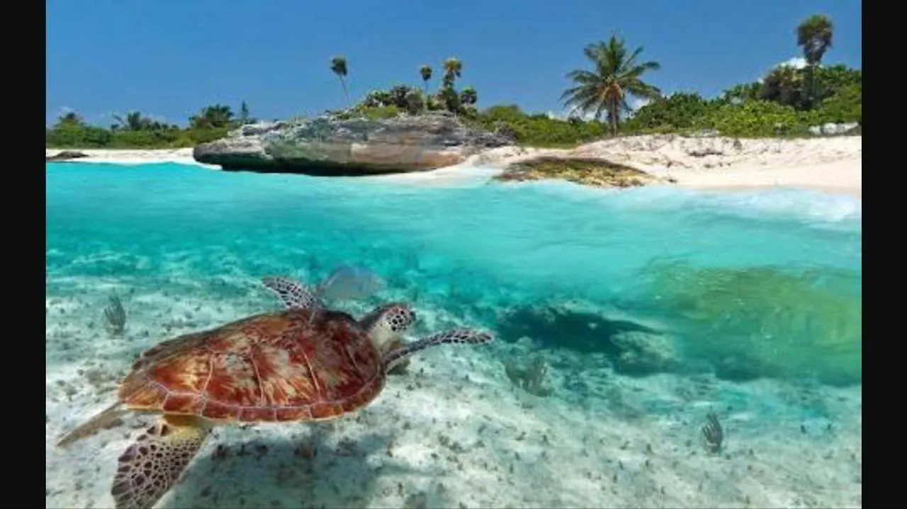 Hostal La Playita Pdc Playa del Carmen Guest house